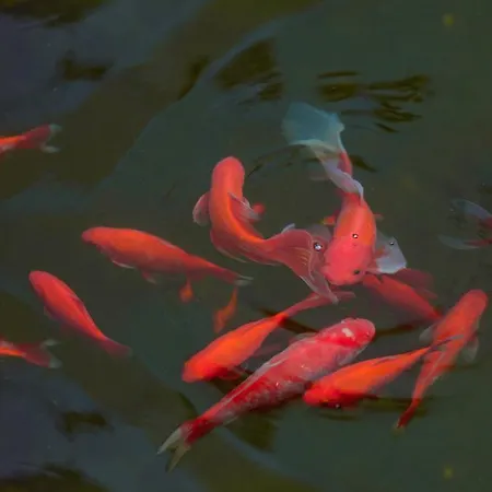 מלון Atlant סנט קונסטנטין והלנה