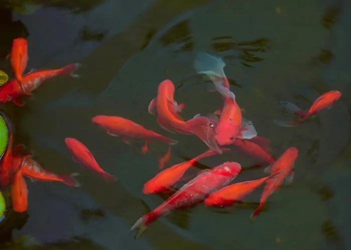 Hotel Atlant St Constantin et Helena